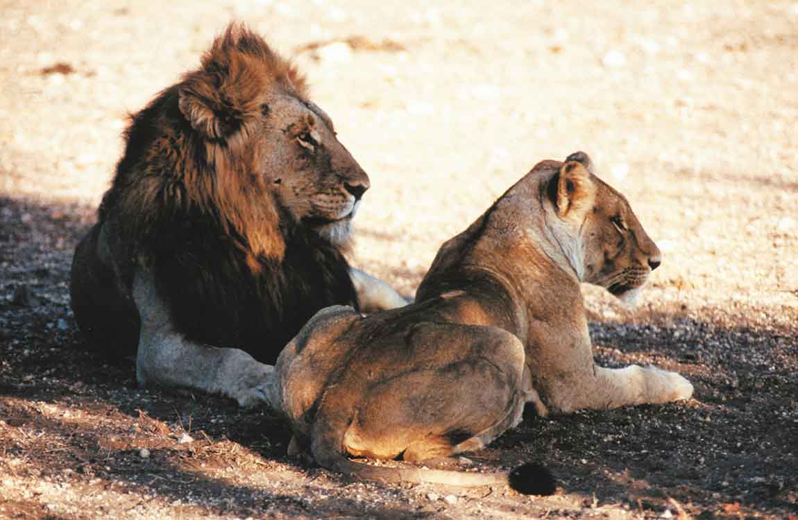 big five