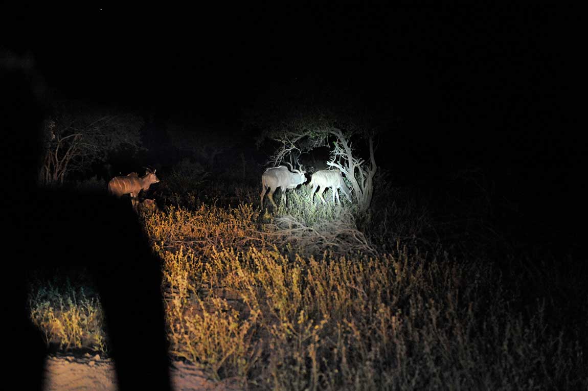 nightsafari